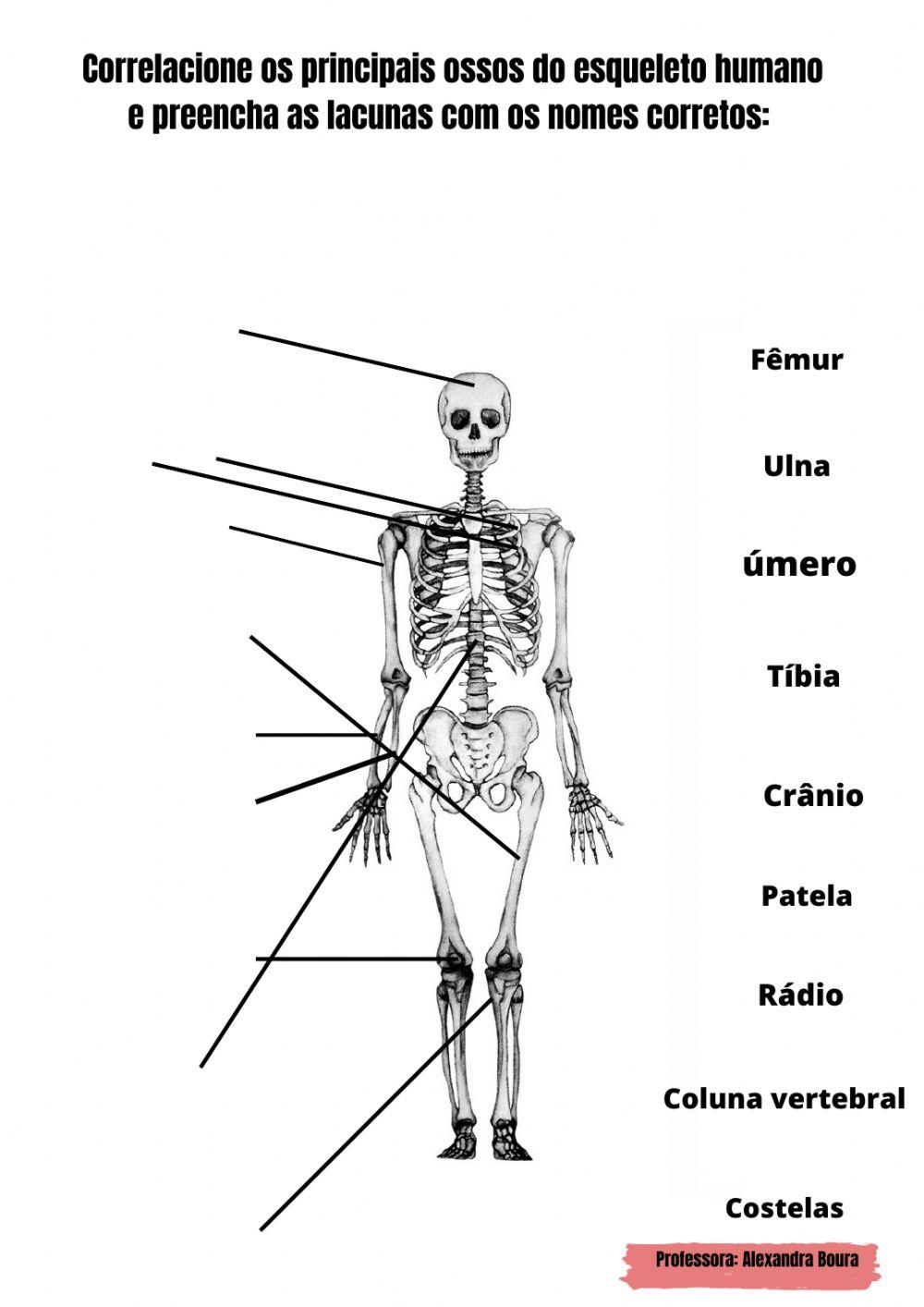 Ossos do Corpo Humano