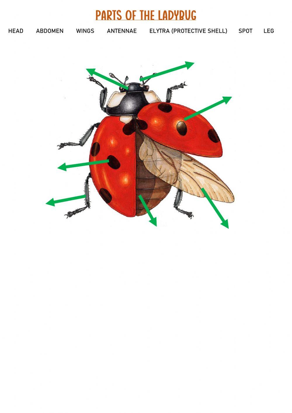 Ladybug - parts of the body
