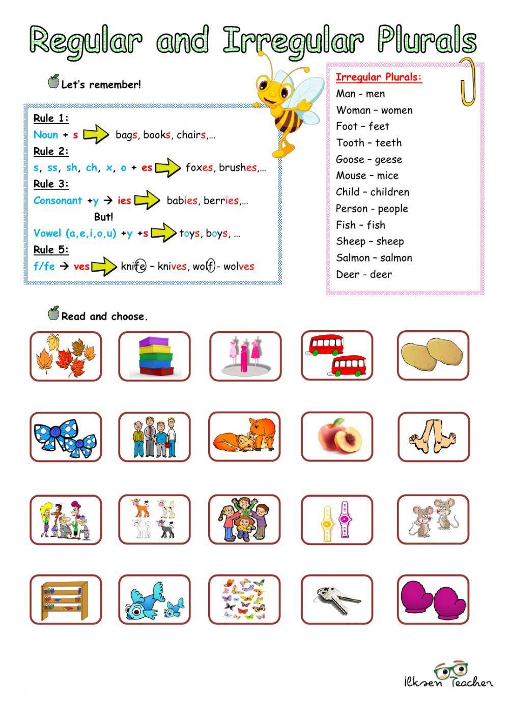 Regular and Irregular Plurals