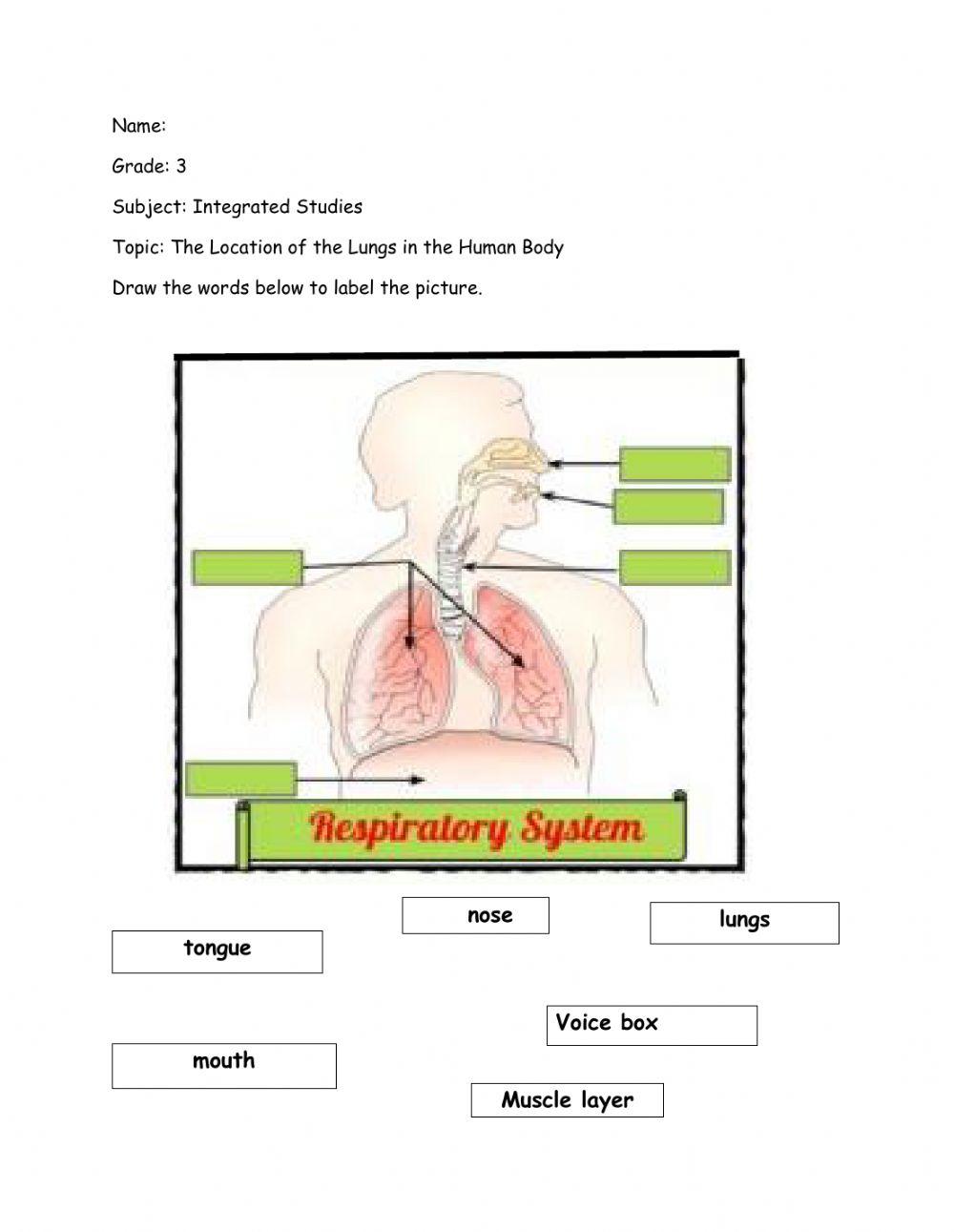 Label the Respiratory System