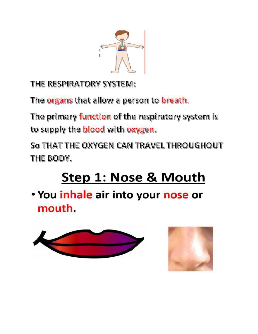 Respiratory system