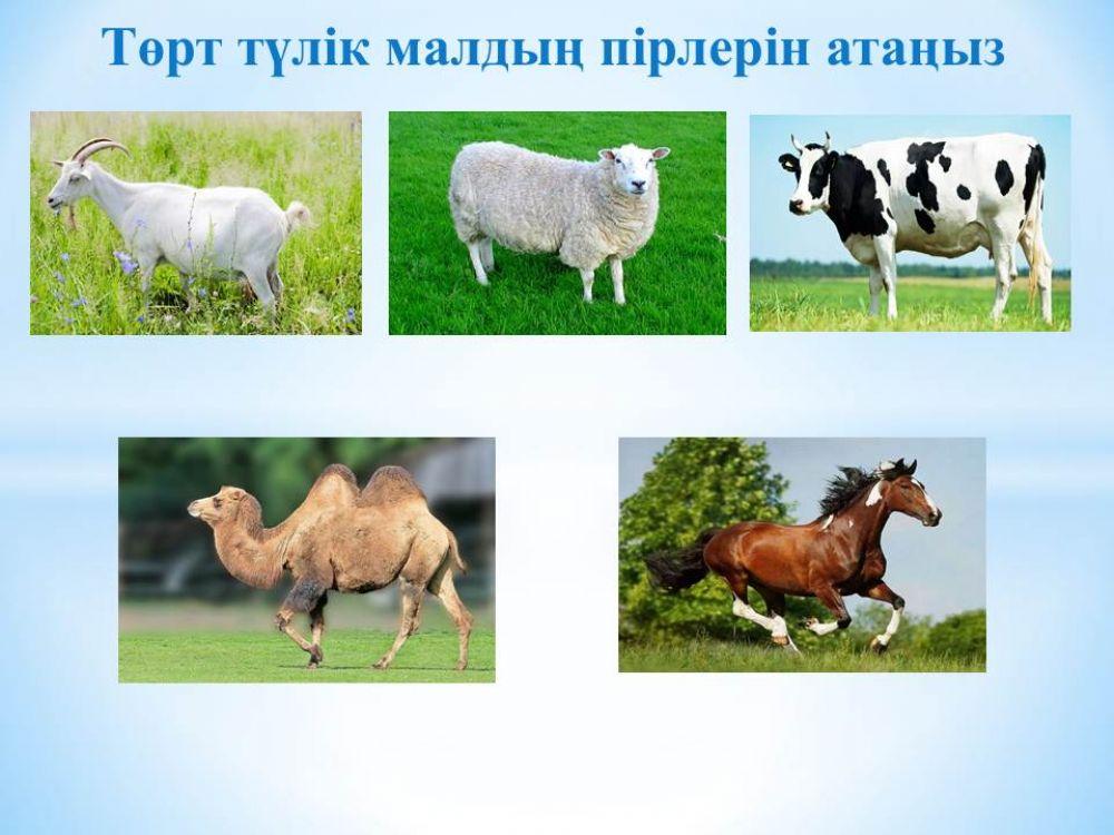 Төрт түлік мал