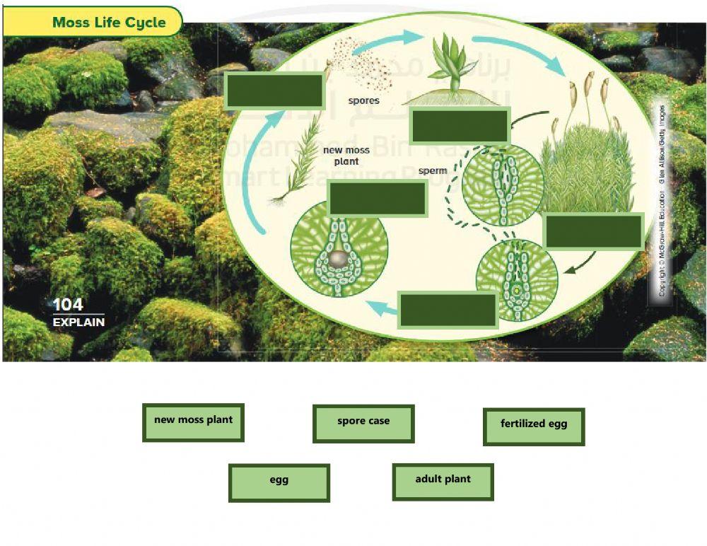 Plant Life cycles