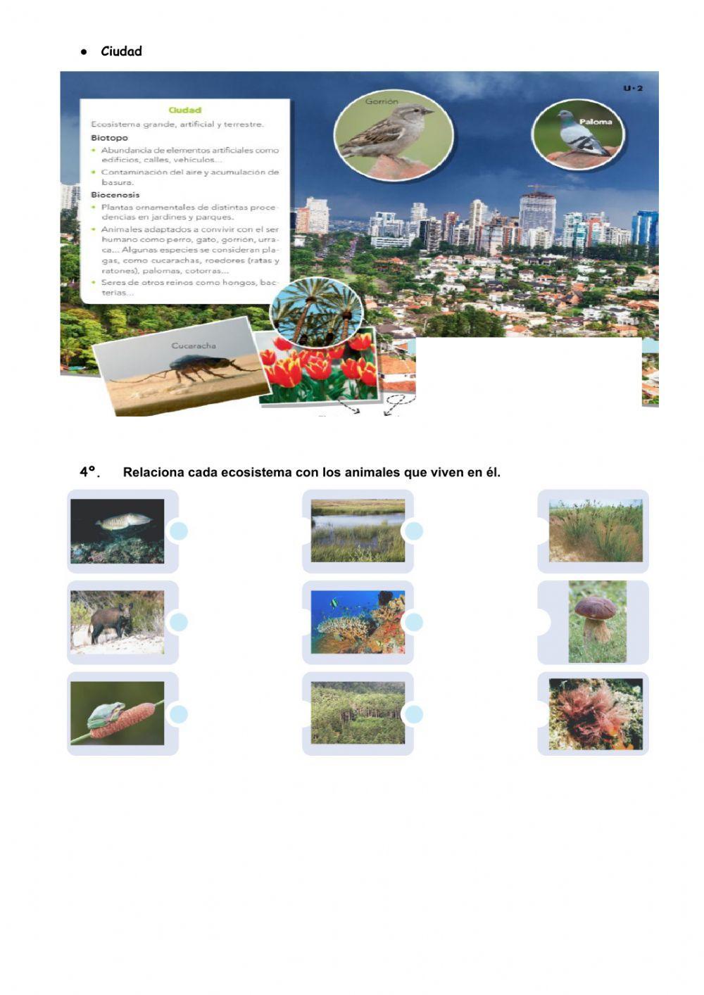 Tipos de ecosistemas