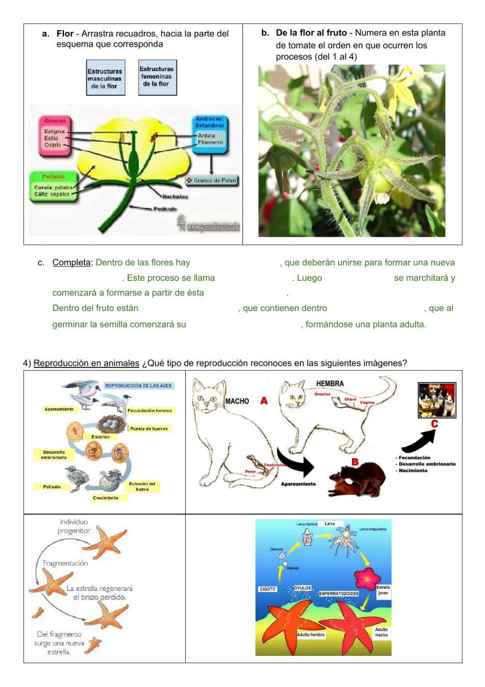 Función vital de reproducción