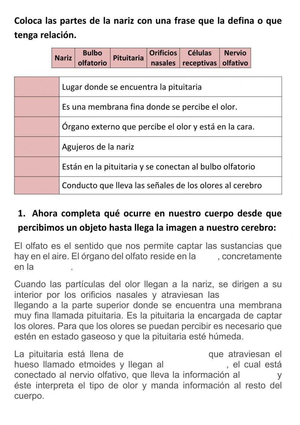 El olfato El olfato