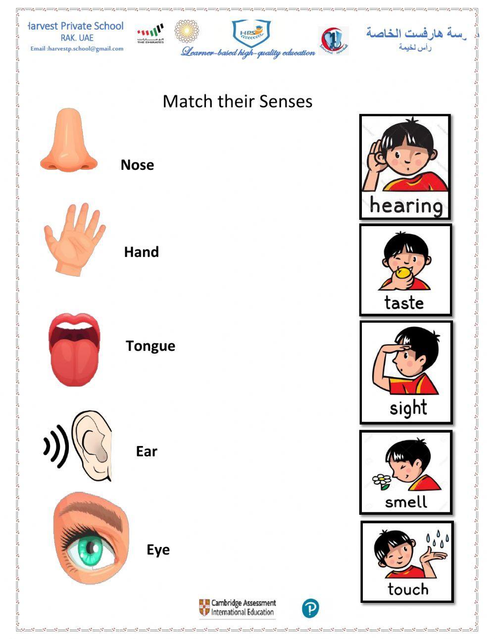 How people use the 5 senses