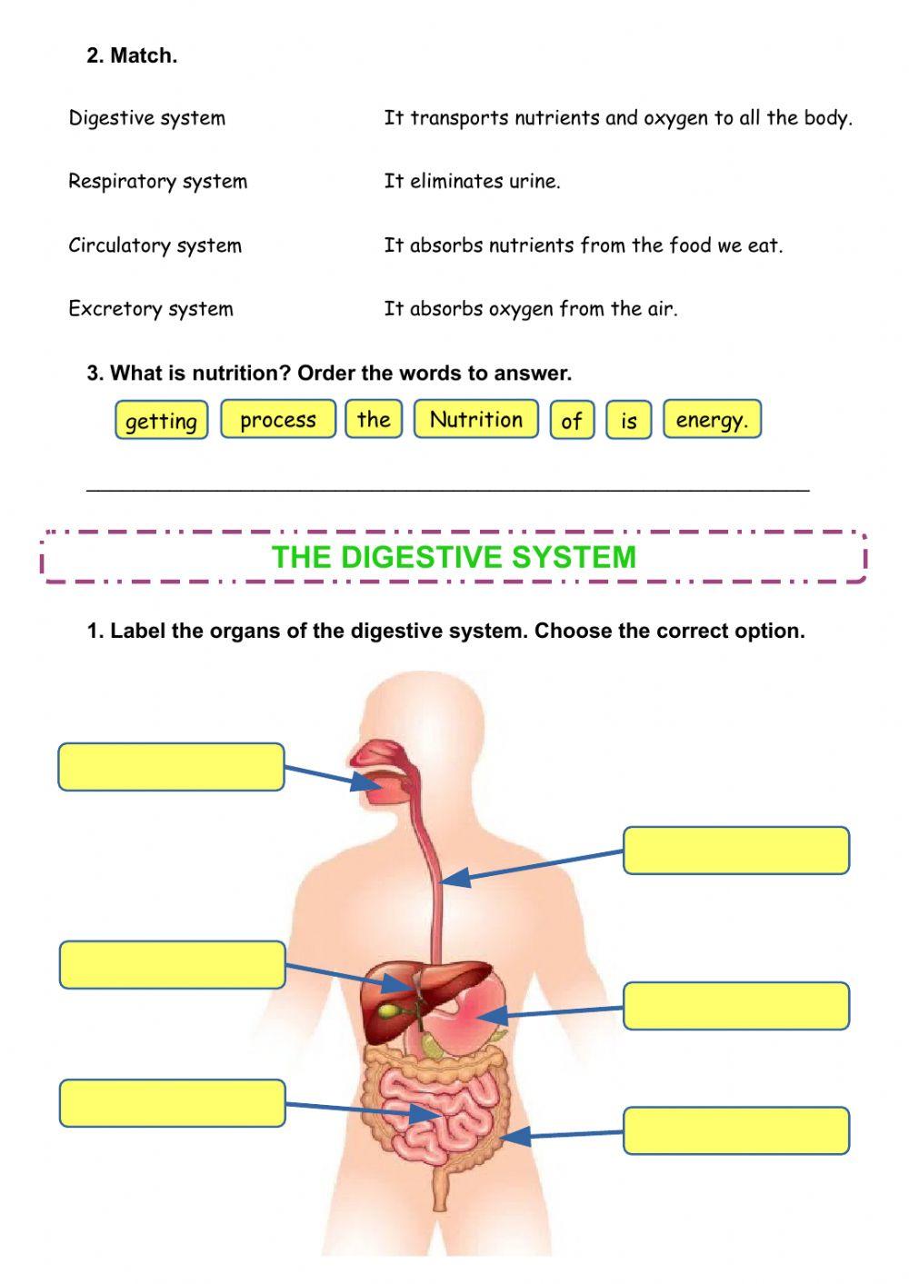 Digestive and respiratory system