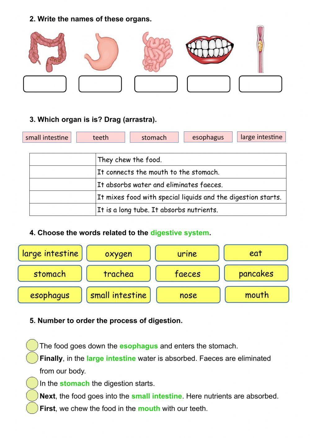 Digestive and respiratory system