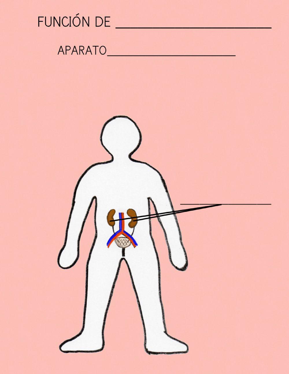 Aparato excretor CAST