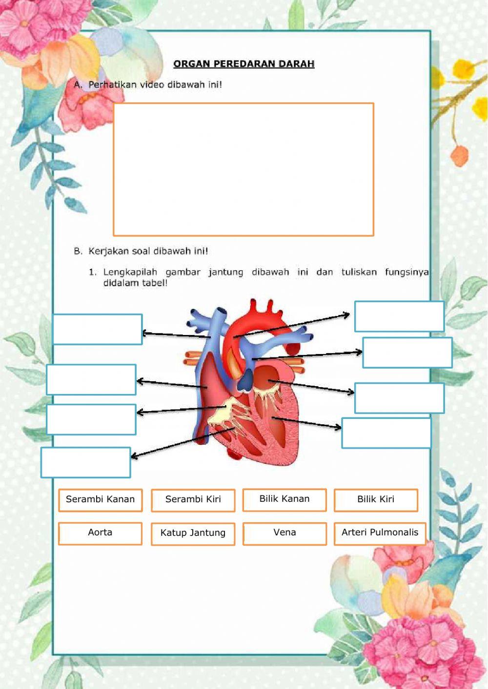 Organ peredaran darah