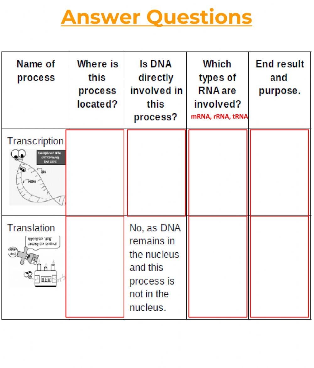 Protein Synthesis Test