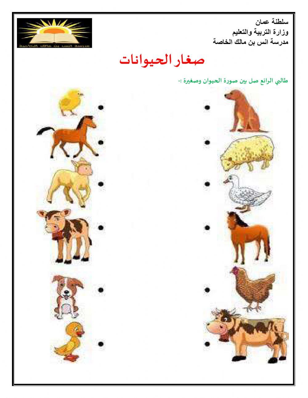 صغار ‫صغار الحيوانات 4424216 | ahmedharhash_1990 | Live‬‎