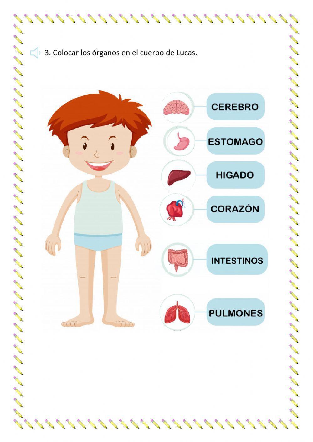 Los órganos internos