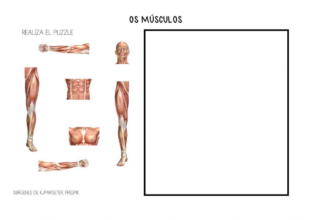Puzle músculos