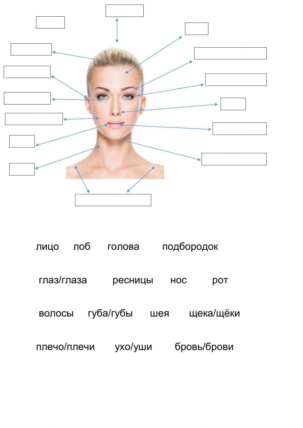 РКИ. Внешность: голова, лицо, шея, плечи.