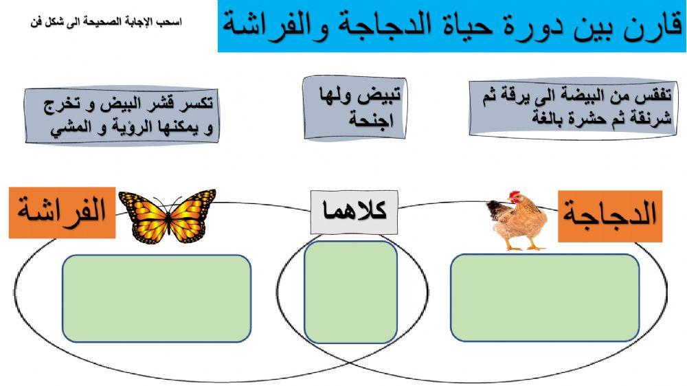 دورة حياة الدجاجة و الفراشة