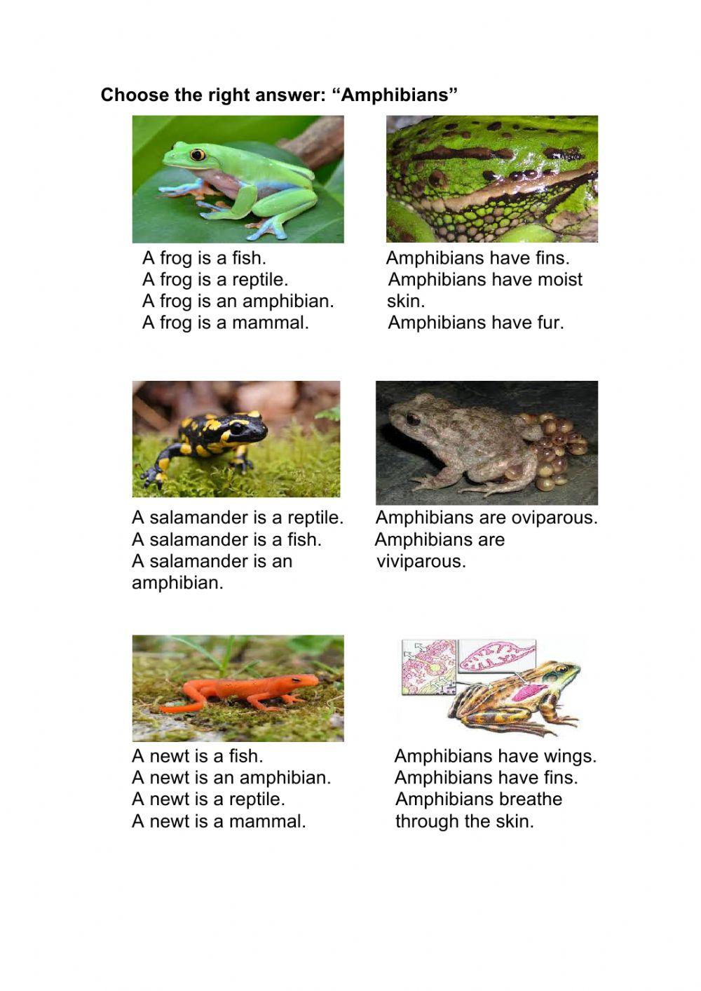 Choose the right answer: Amphibians (3º) online exercise for | Live ...
