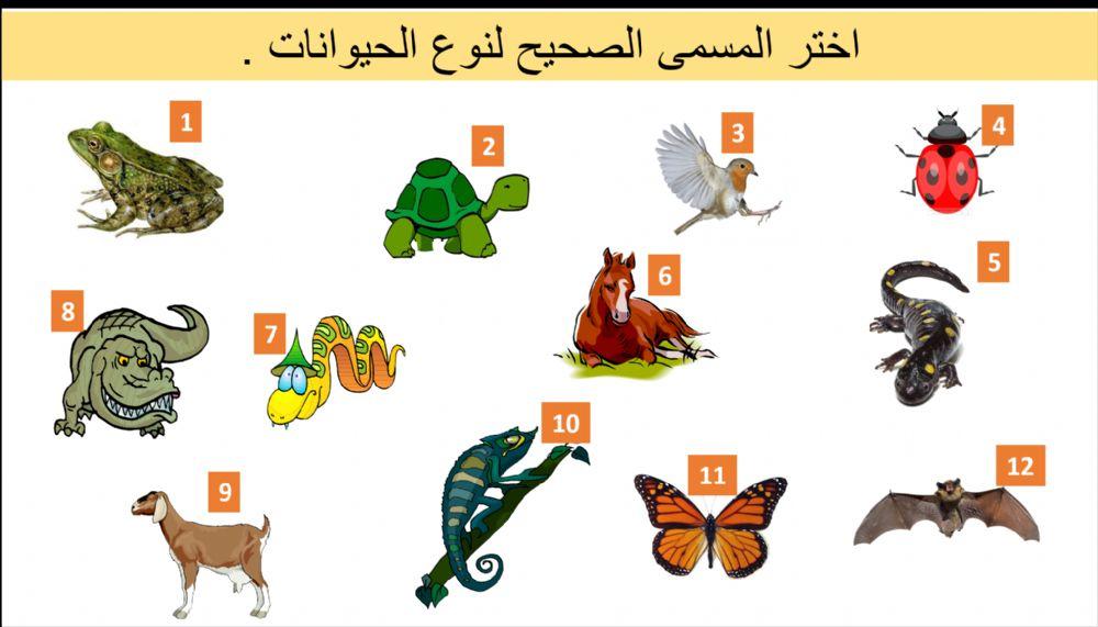 أنواع الحيوانات