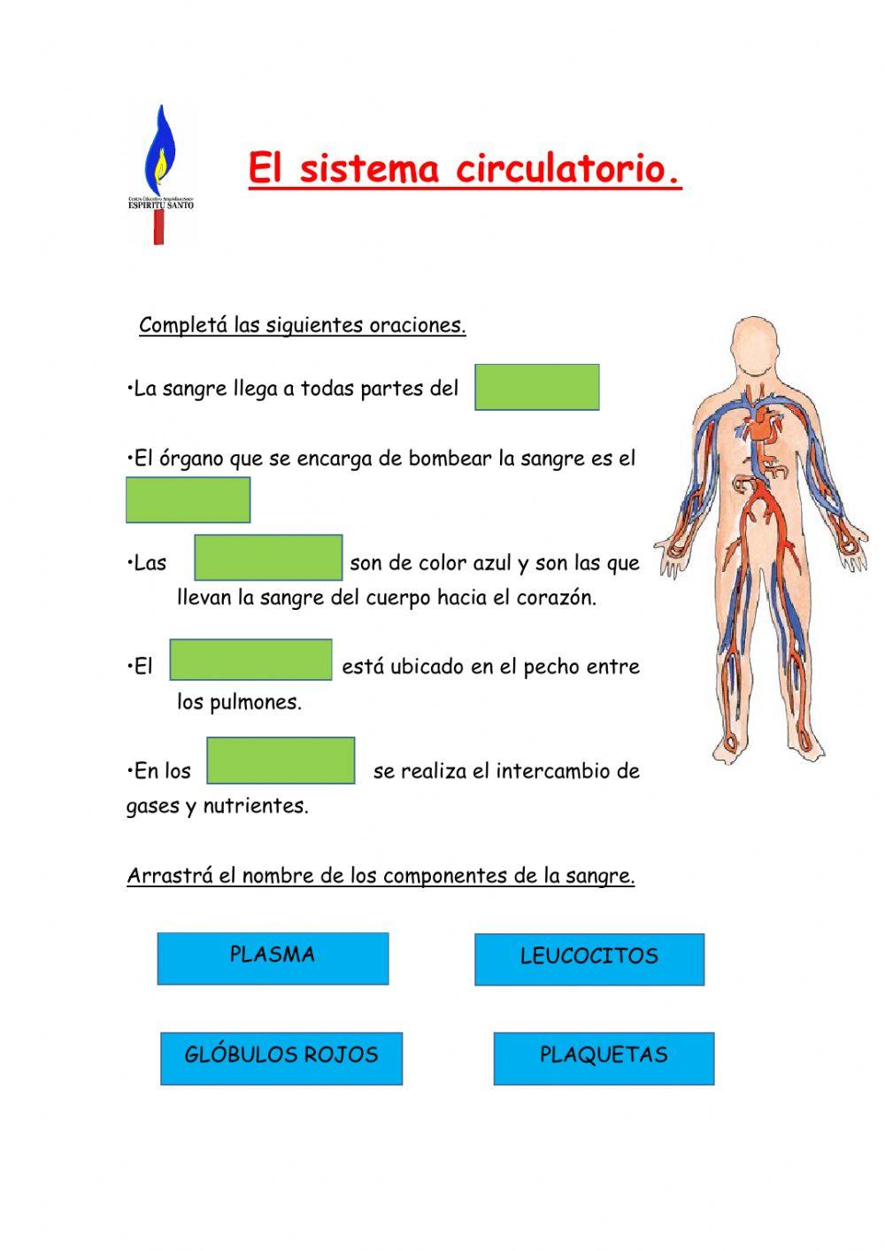 El sistema circulatorio