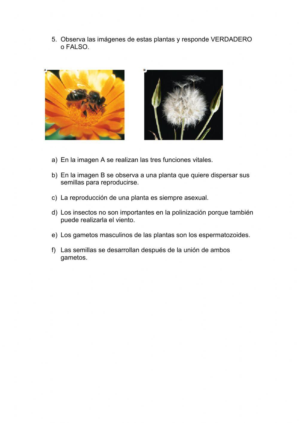 Naturales 5º-Unidad 1 (2ª parte)