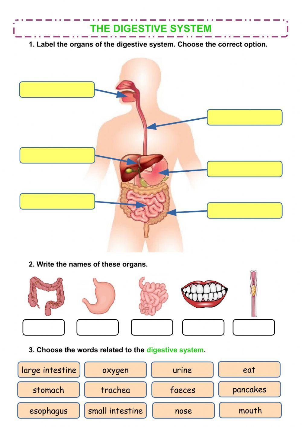 The digestive system The digestive system