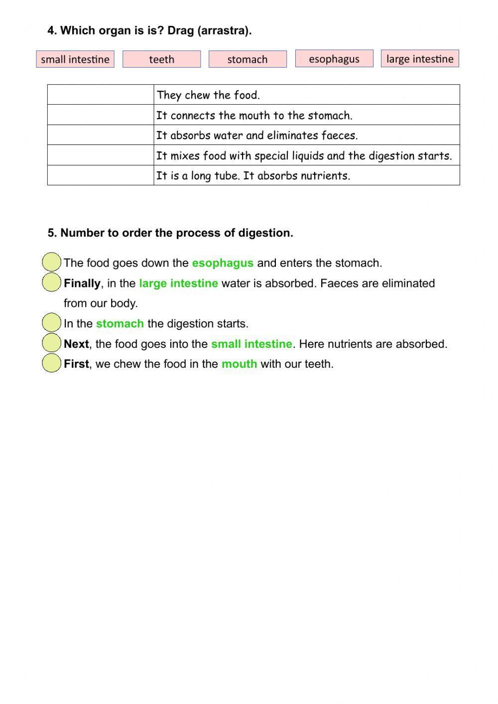 The digestive system