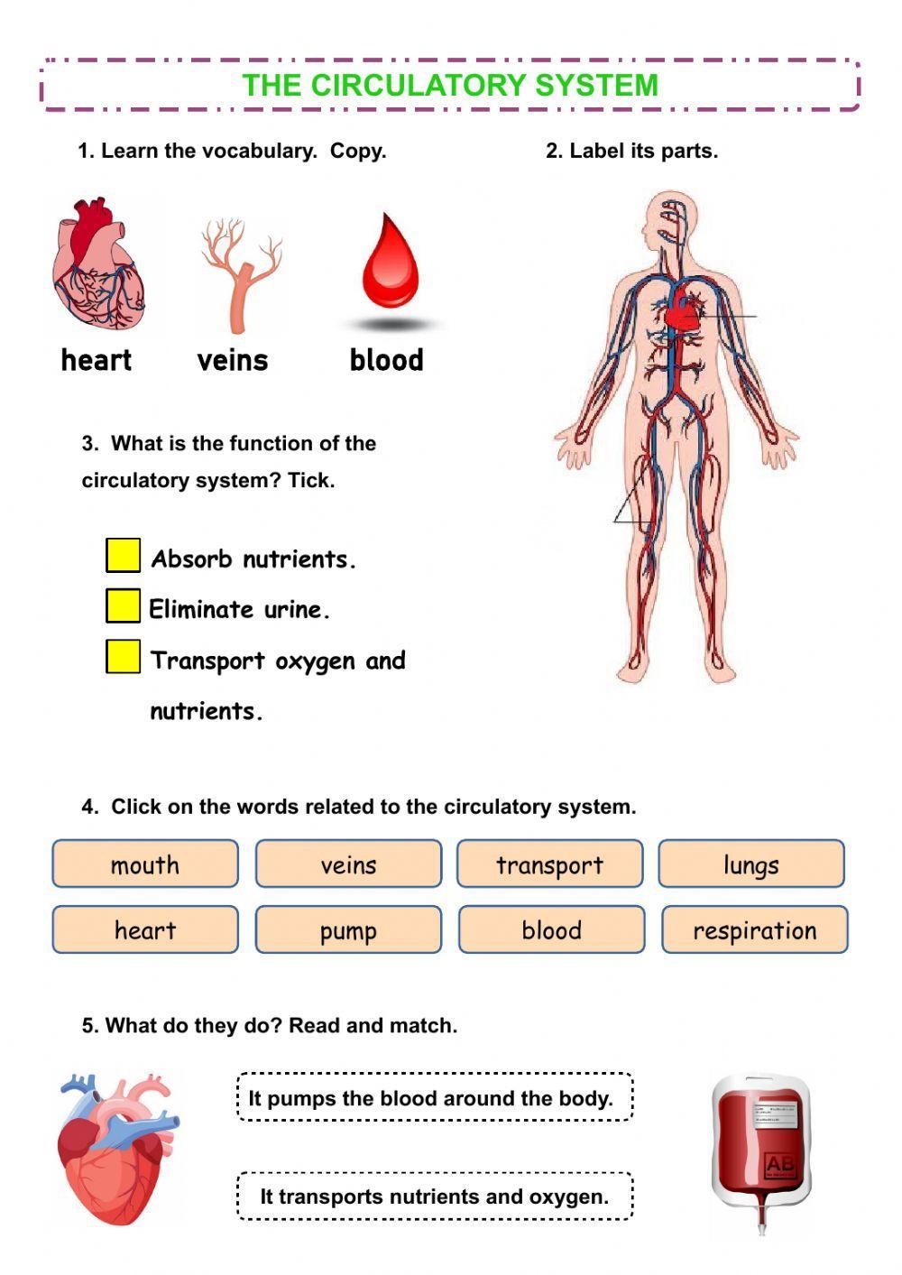 Circulatory System Worksheet