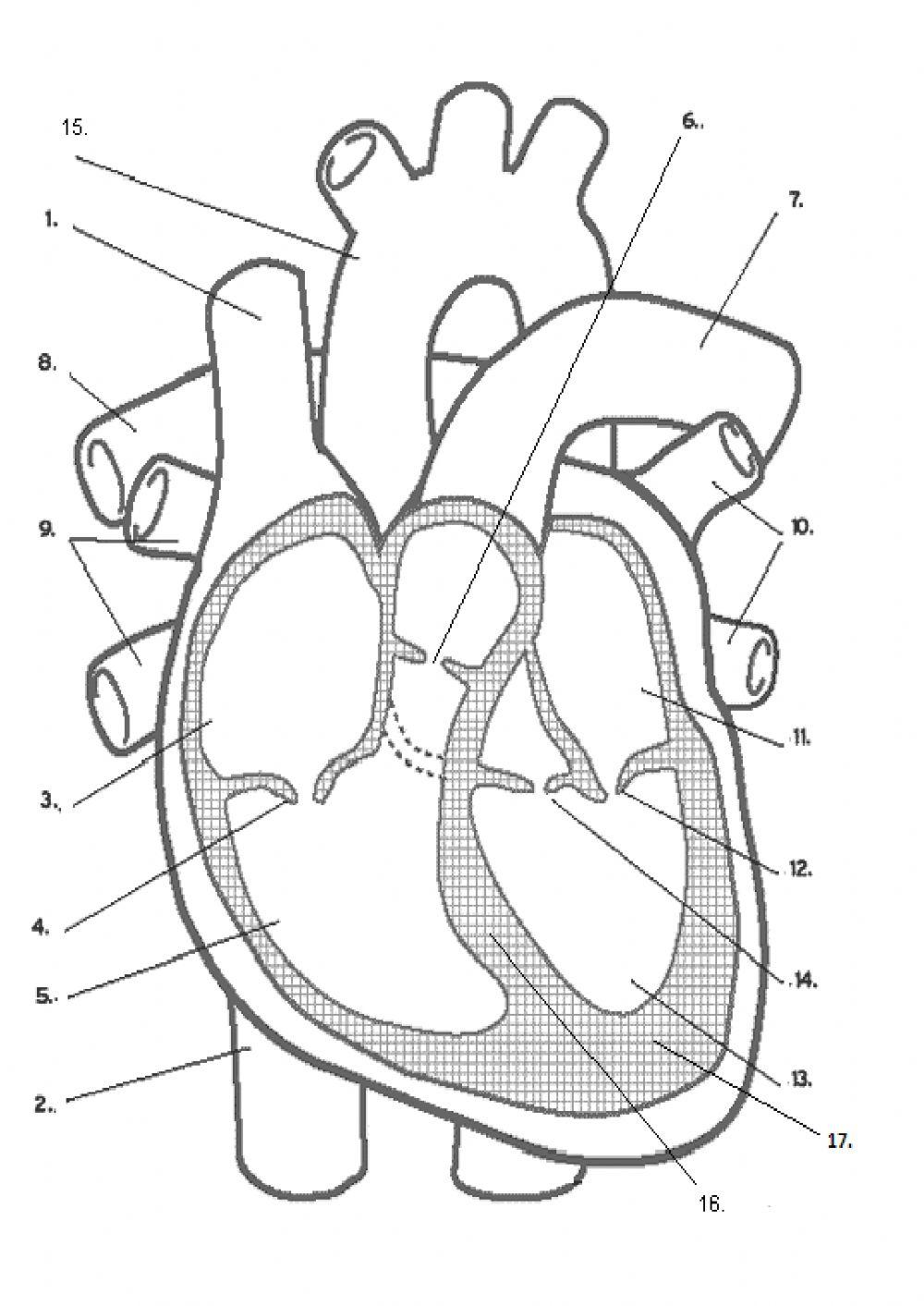 Structure of Heart
