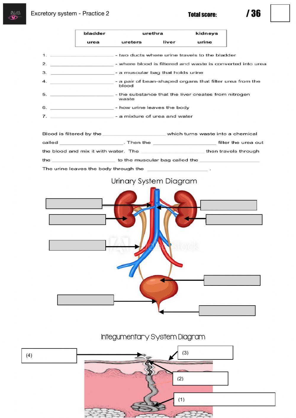 Excretory system - Practice 2