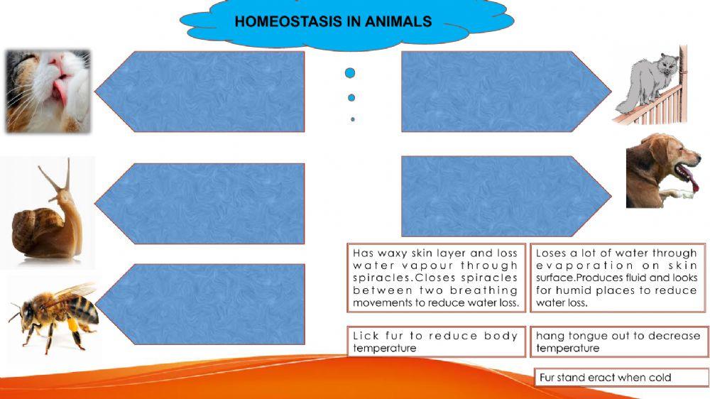 Homeostasis Chapter 3