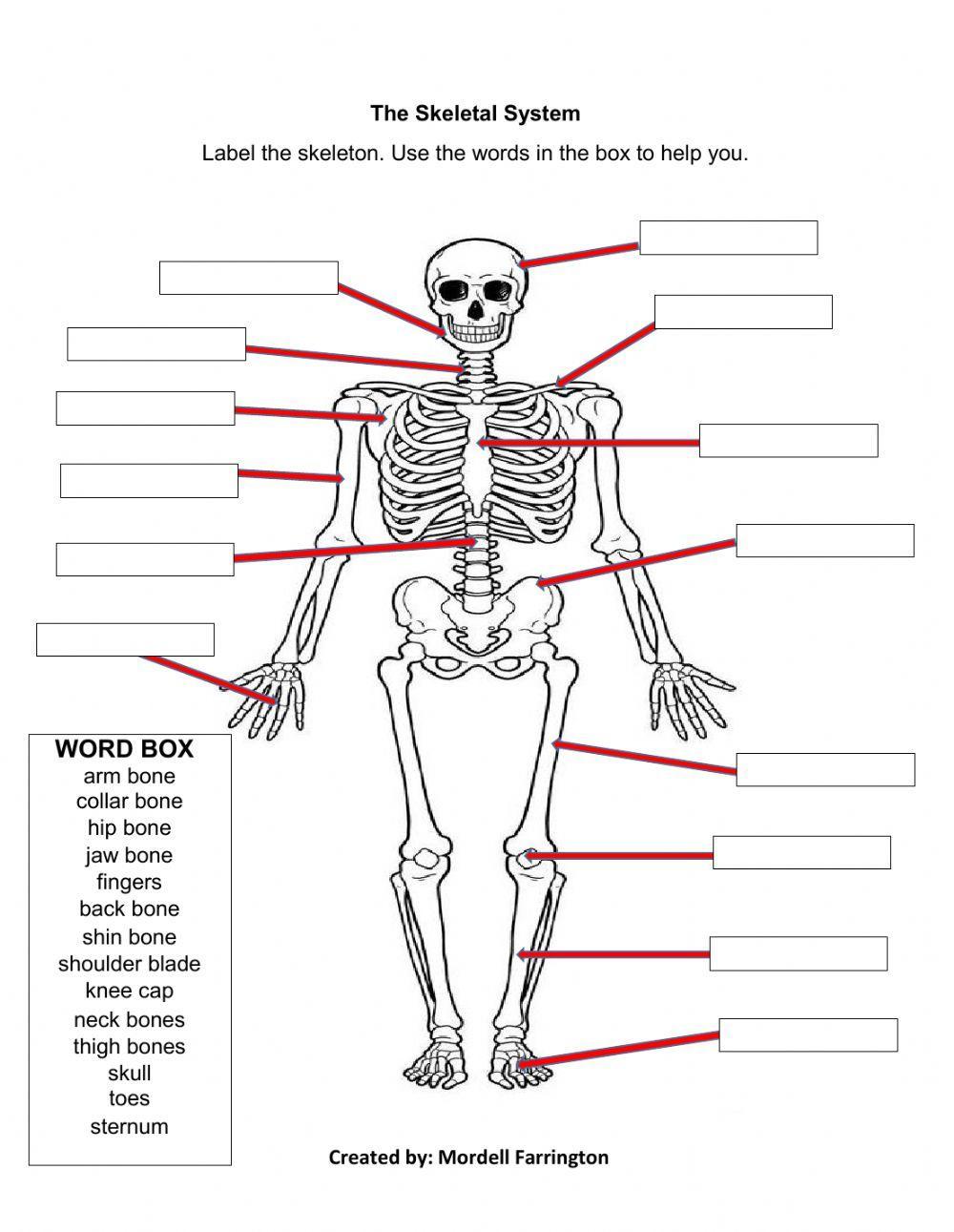 The Skeleton