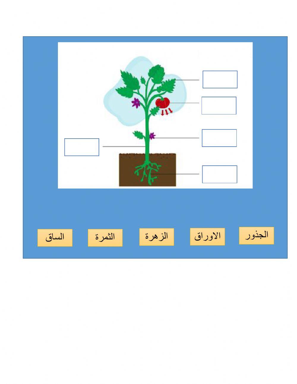 اجزاء النبات