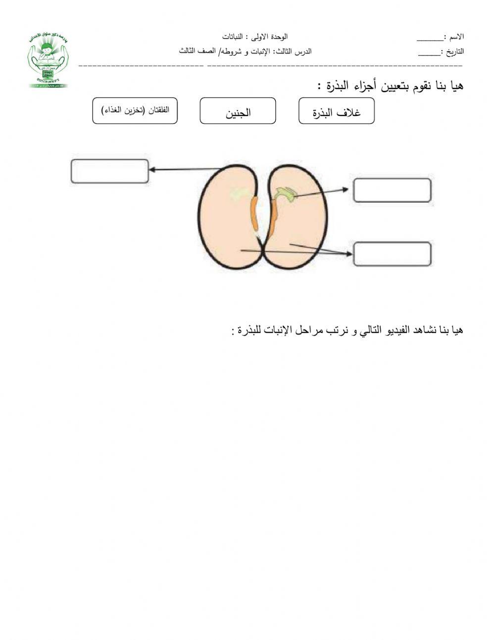 تركيب البذرة و مراحل الانبات 