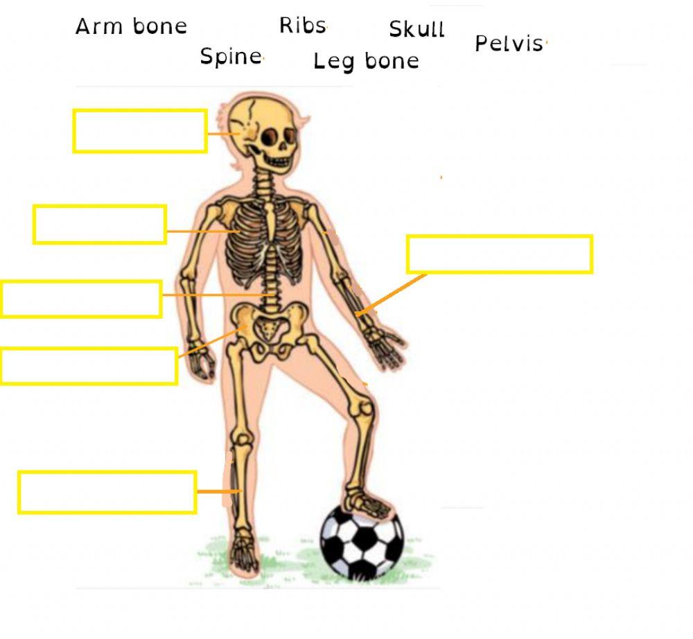 Skeleton match bones
