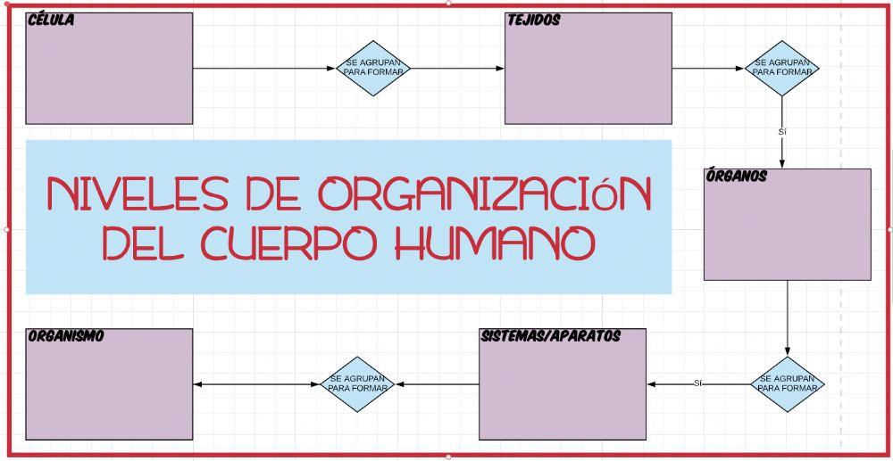 Niveles de organizacion