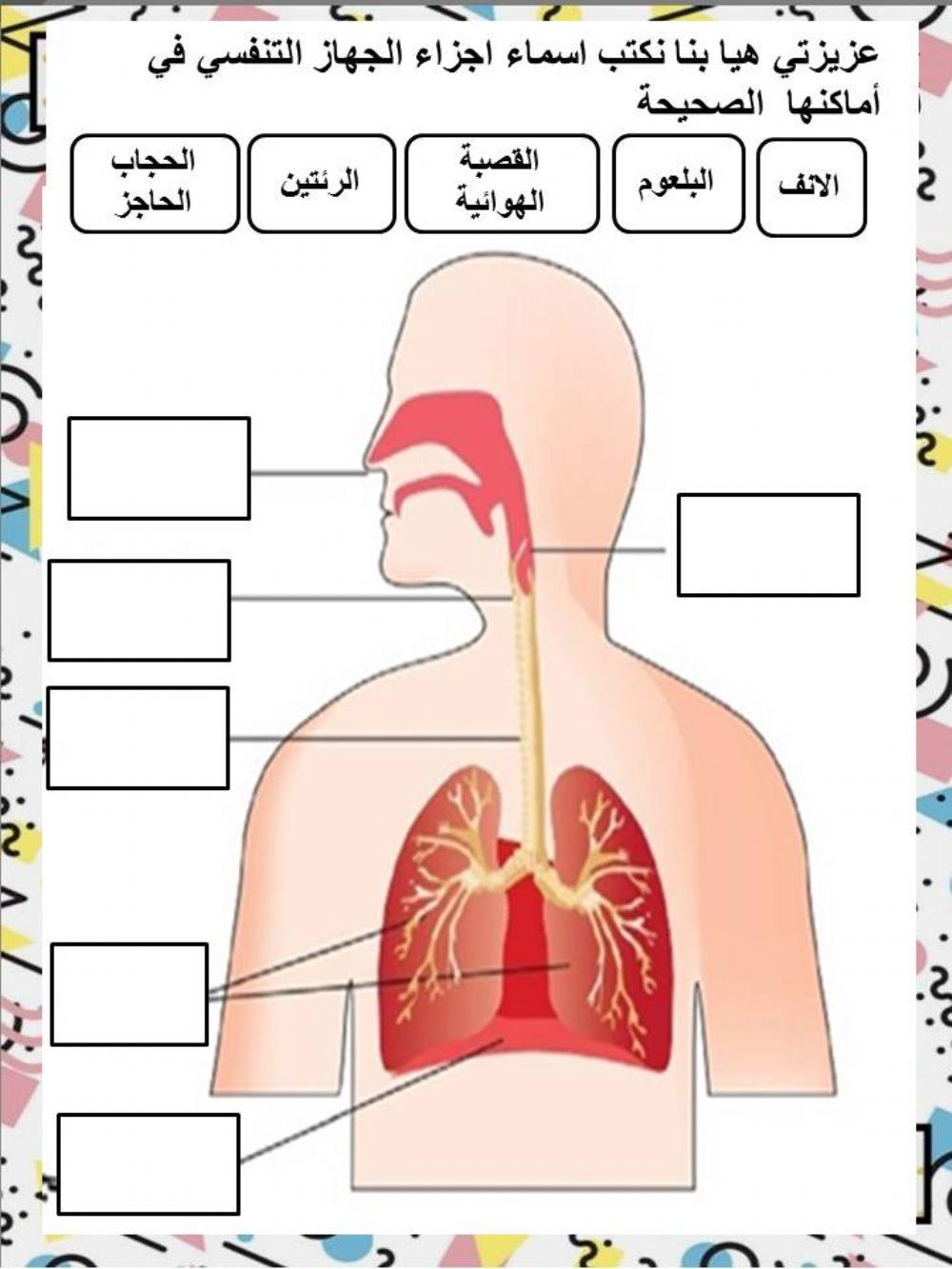 الجهاز التنفسي