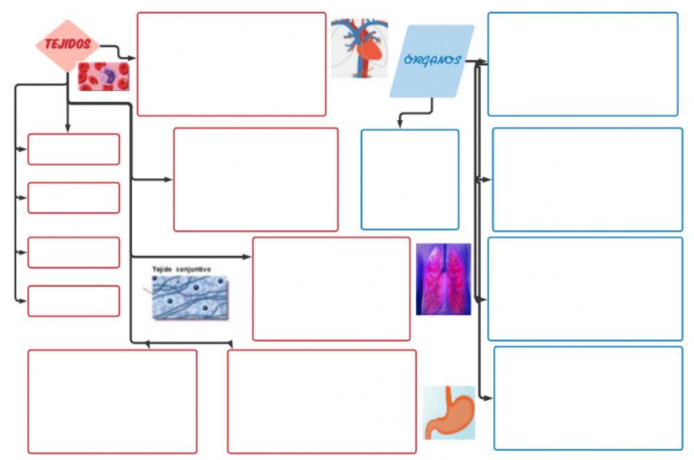 Niveles organización 1