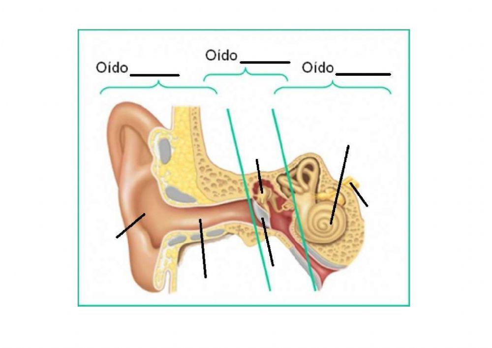Partes del oído