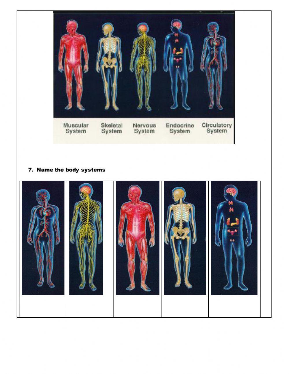 Body System Test Review