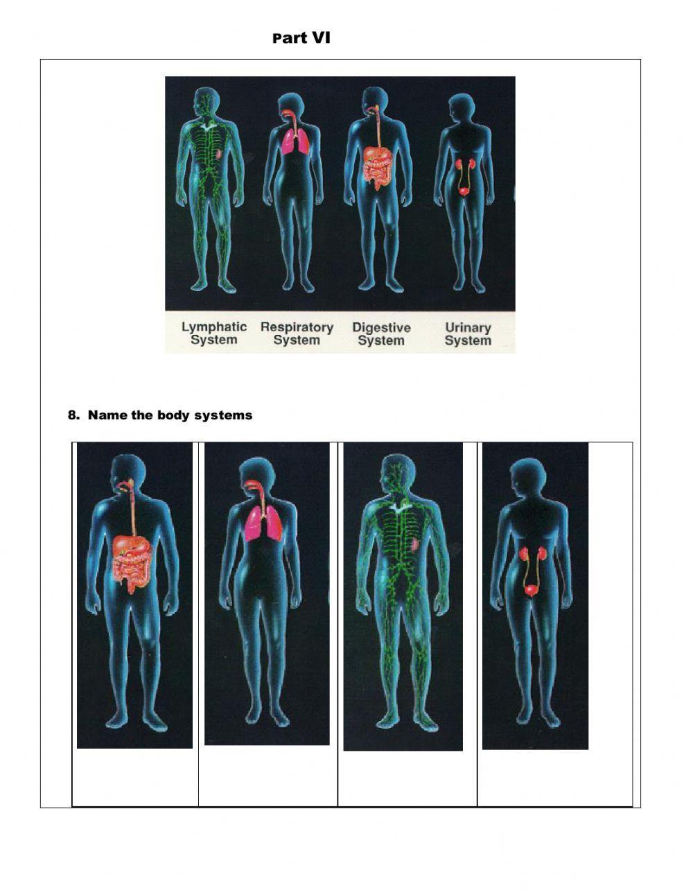 Body System Test Review