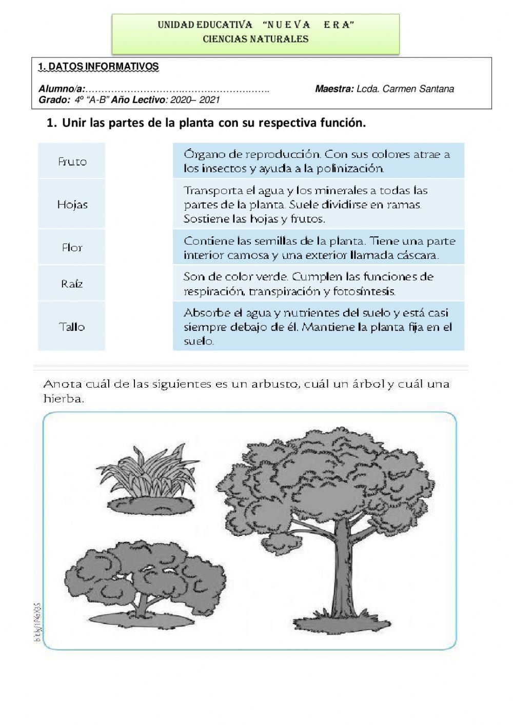Caracteristicas de las plantas