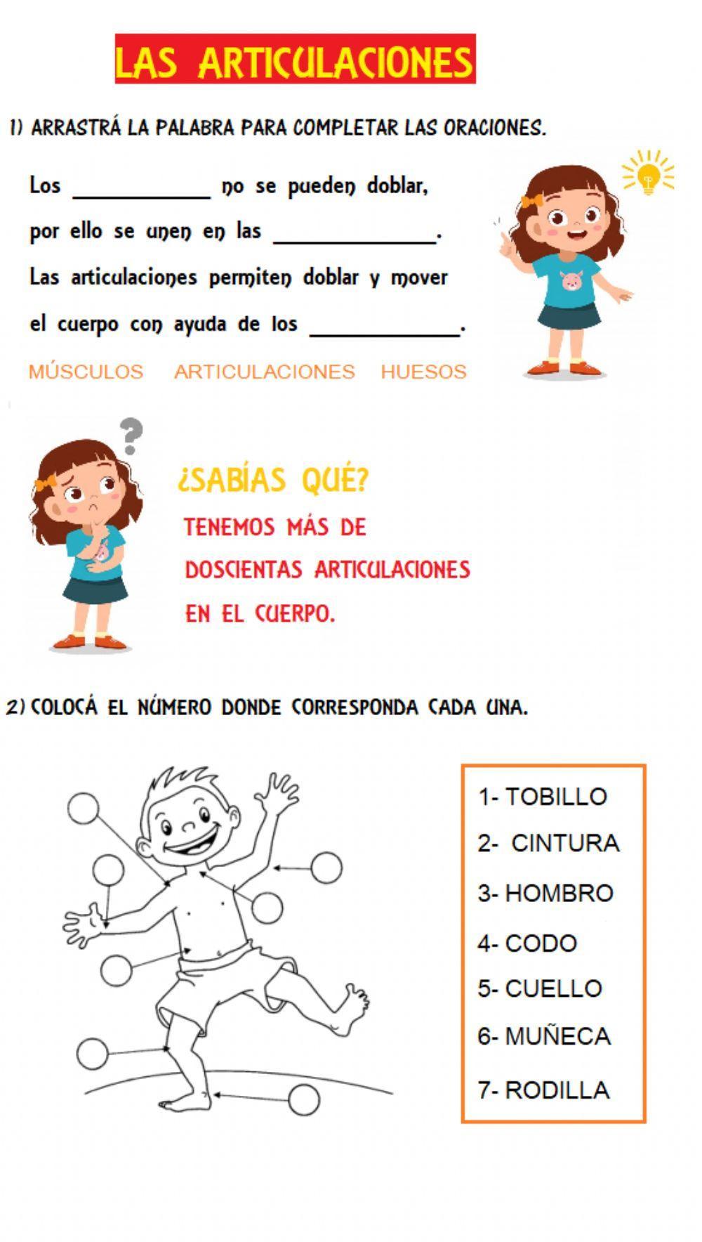 Las articulaciones Las articulaciones