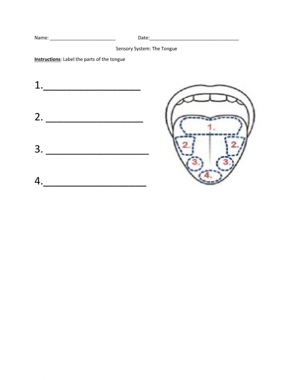 Parts Of The Tongue For Grade 3