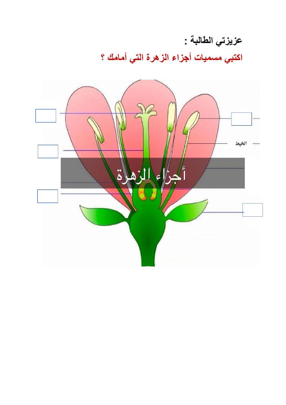 أجزاء الزهرة
