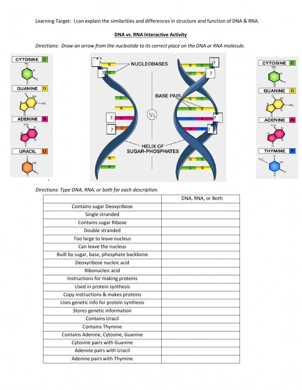 DNA versus RNA online exercise for Live Worksheets