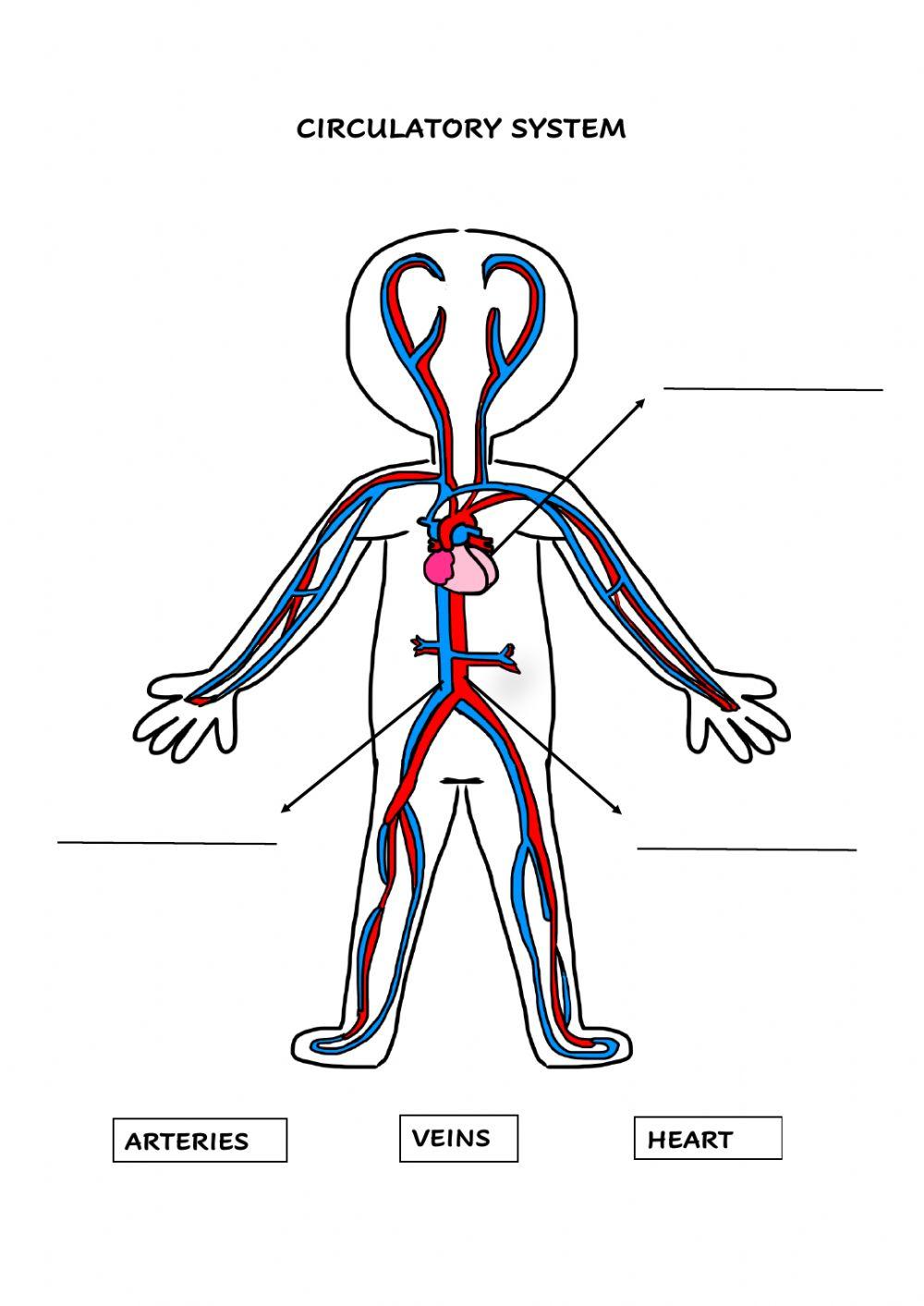 Circulatory System 2º