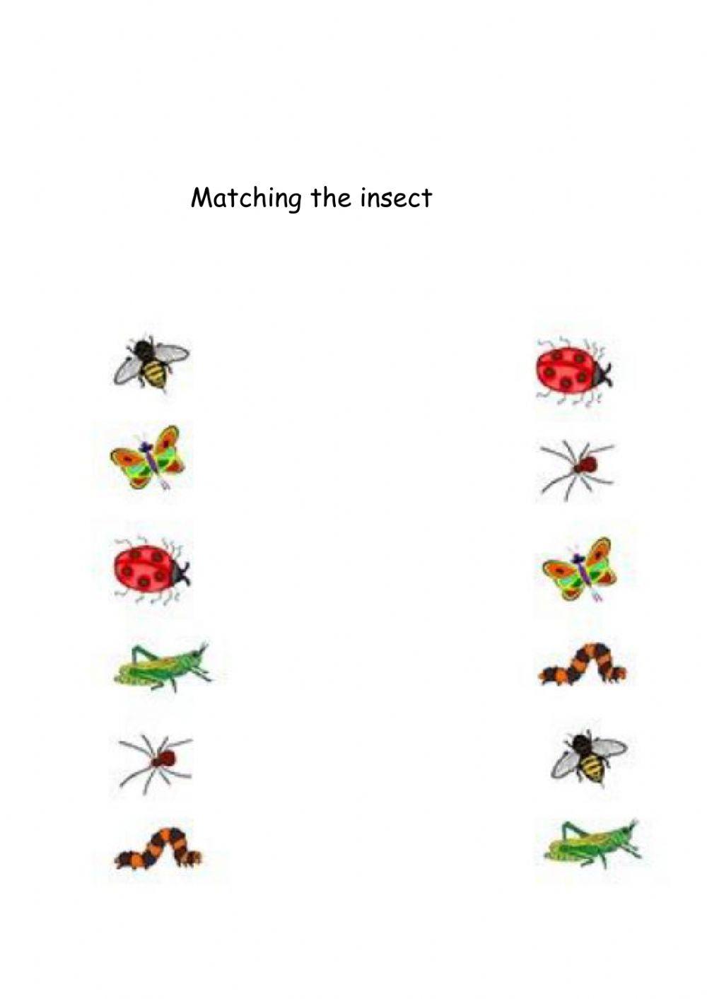 Matching insect