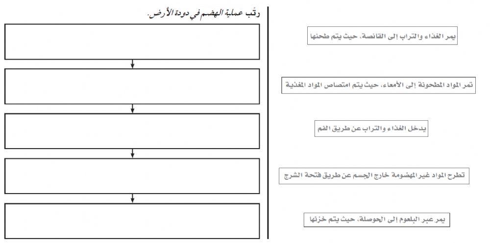 الديدان الحلقية