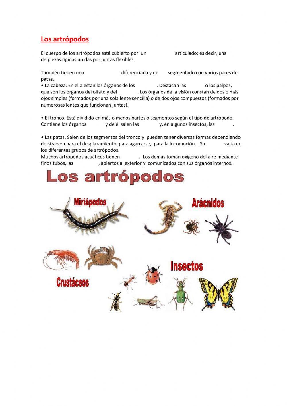 Equinodermos, moluscos yartrópodos